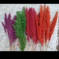 پامپاس 4رنگ