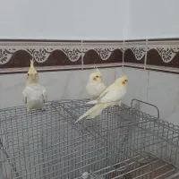 عروس هلندی