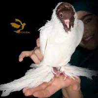 کبوتر زینتی مورهد مرهد سرخ و زرد