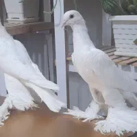 کبوتر|پرنده|ملکان, |دیوار