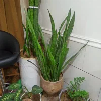 تعدادی گل خونگی قیمت مناسب