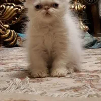 پرشین هیمالین رد پوینت ماده|گربه|تبریز, |دیوار