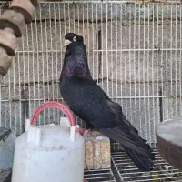 کبوتر صرب ای خم