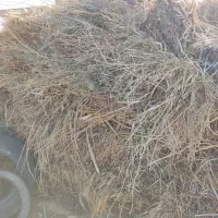 علف وگیاه|عمده‌فروشی|سیمینه, |دیوار