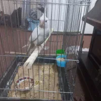 عروس هلندی البینو جوجه ۴ ما قیمت ۱۲۰۰۰۰۰|پرنده|پردیس, فاز ۱۱|دیوار