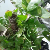 گل ودرخت طبیعی باقیمت مناسب|گل و گیاه طبیعی|قشم, |دیوار