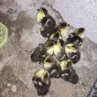 ۱۰ تا جوجه اسرائیلی