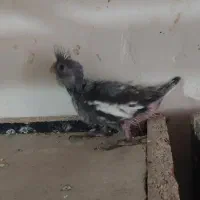 جوجه عروس هلندی