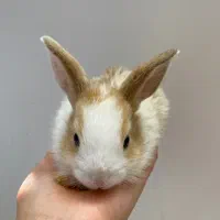 خرگوش