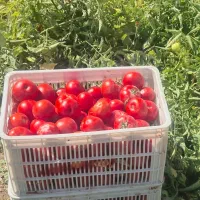 گوجه همراه دستگاه تمام اتوماتیک ارسال درب منزل|عمده‌فروشی|محمدشهر, عباس آباد|دیوار