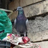 جفت نرو ماده سبز بحرینی