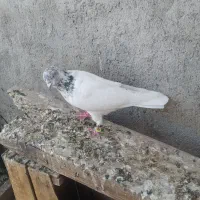کبوتر سفید نر