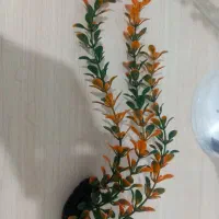 لوازم تزیینی اکواریوم|ماهی|علی‌آباد کتول, |دیوار
