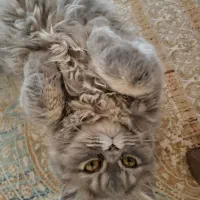 گربه ماده اسکاتیش پرشین