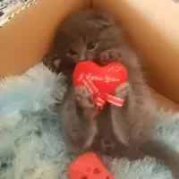 واگذاری گربه اسکاتیش|گربه|کرمان, |دیوار