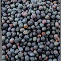 کلخنگ تر و‌تازه  پاک نکرده فروش عمده و کیلویی