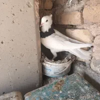 کبوترطوقی|پرنده|پیر بکران, |دیوار