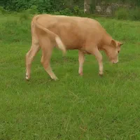لیشه لیموزین اصل