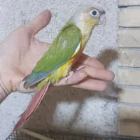 جوجه گرینچیک