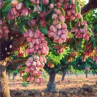 کود ارگانیک برای افزایش تناژ کشاورزی و باغات|گل و گیاه طبیعی|مشهد, گوهرشاد|دیوار