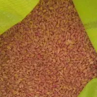 گندم آبی بذری