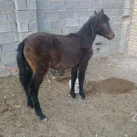 فروش کره اسب|اسب و تجهیزات اسبسواری|قوچان, |دیوار