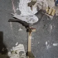 کفتر سینه ساده خال صید نو بازی