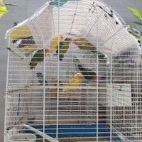 پرنده طوطی کوتوله برزیلی سیراف|پرنده|بندر کنگان, |دیوار