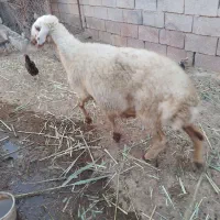 گوسفند برای فروش