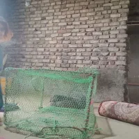 تو ماهی گیری|ماهیگیری|زهک, |دیوار