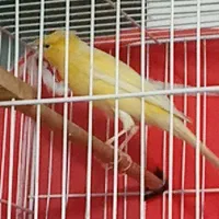 قناری کاکلی پرتقالی|پرنده|مشهد, شهید معقول|دیوار