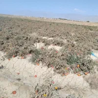 گرجه‌ربی‌تک‌چین‌از‌پانزده‌تومان‌به‌بالا|حراج|اسحاق آباد, |دیوار