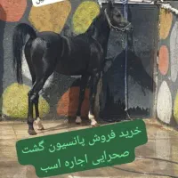 پرورش اسب طاها