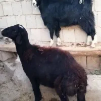 گوسفند و بز