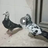 کفترجفت سوسکی عتیقه فروشی|پرنده|رشتخوار, |دیوار