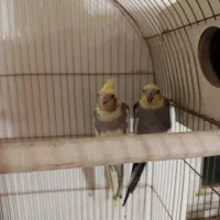 پرنده زینتی