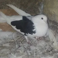 دوکت ماده نوک جم،رزن