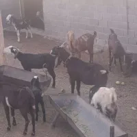 تعدادی بز پاکستانی