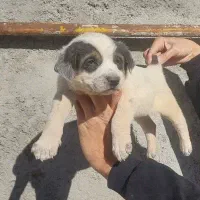 توله افغان دوم کوتا اصیل