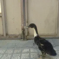 اردک|حیوانات مزرعه|اسلام‌شهر, شهرک مهدیه|دیوار