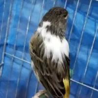 قناری|پرنده|ملکان, |دیوار