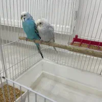 مرغ عشق با قفس