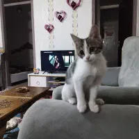 گربه سه ماهه|گربه|بستان آباد, |دیوار