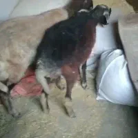 یک عدد گوسفند جوان ۱ساله قوچ خورده|حیوانات مزرعه|گلی داغ, |دیوار