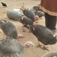 فروش بوقلمون خانگی کلی|حیوانات مزرعه|نیمروز, |دیوار