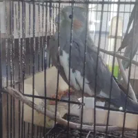 ۲ سال که دارم تنها هستش میخوام بفروشم|پرنده|گنبد کاووس, |دیوار