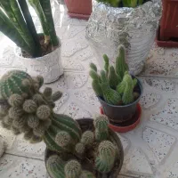 گل‌های طبیعی