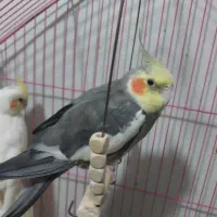 جفت نر ماده مولد ماده فول دستی و نر نیمه دستی|پرنده|شیراز, معالی‌آباد|دیوار