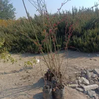 ترون بلند وپر ریشه|گل و گیاه طبیعی|مشکین‌دشت, |دیوار