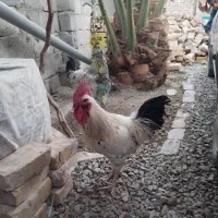 فروشی‌است|حیوانات مزرعه|سراوان, |دیوار